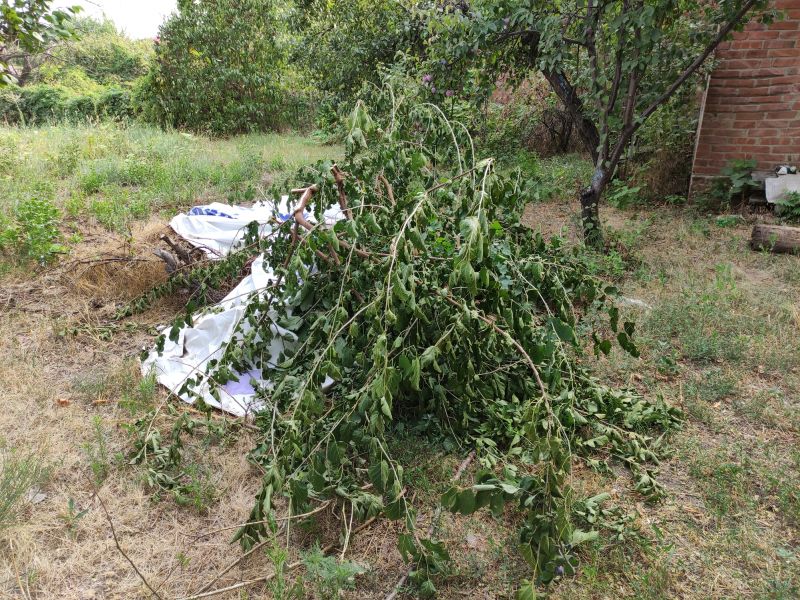 Cost of Bush Removal — Cost of Bush Removal