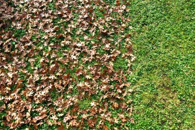 Lawn with Fallen Leaves Removed